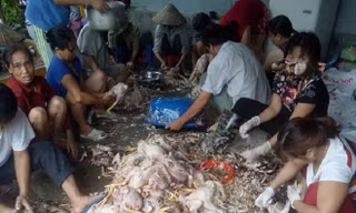 Gia đình ông Góc phải thuê người đến giúp mổ gà và nhờ làng xóm mua giúp với giá rẻ để đỡ tổn thất.