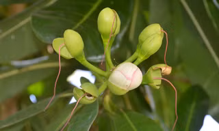Bàng vuông Trường Sa nở hoa trên đất Tây Đô
