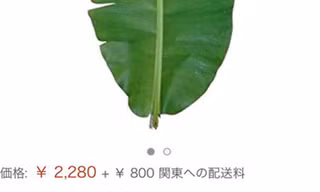 Người Việt phải trả 500.000 đồng mỗi chiếc lá chuối ở Nhật