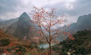 Ngẩn ngơ mùa hoa gạo vùng cao nguyên đá Hà Giang