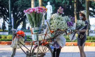 Cúc họa mi theo gió chớm đông về trên phố phường Thủ đô
