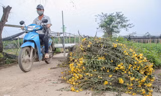 Không có nơi tiêu thụ, người nông dân khóc ròng, cắt hoa vứt đầy đường