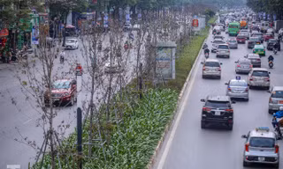 Gần 3 năm chăm sóc, hàng cây phong nứt toác, trụi lá