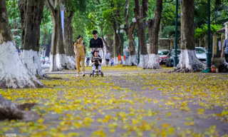  Lá phủ vàng con phố trong tiết trời chuyển sang thu ở Hà Nội