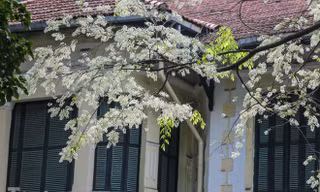 Hà Nội 'nhuộm' trắng tinh khôi với màu hoa sưa