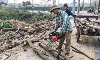 Hàng cây mới trồng khô héo trên đường ‘trăm tỷ’ bị chặt hạ làm củi