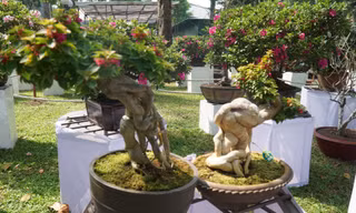 Chiêm ngưỡng nhiều cây bon sai độc lạ tại Hội hoa Xuân Tao Đàn