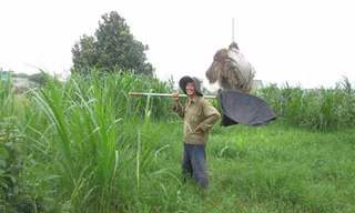 Nghề bắt cào cào mưu sinh