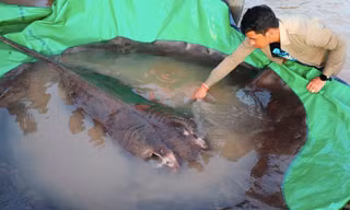 Con cá đuối nặng khoảng 300kg. (Ảnh: AP)