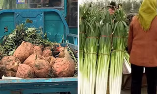 Hình ảnh những củ khoai lang to hơn đầu người và cây hành cao ngang người trong video được chia sẻ gần đây