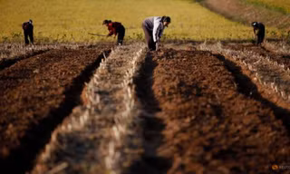 Nông dân Triều Tiên làm việc trên cánh đồng ở tỉnh Hwanghae vào tháng 9/2011. (Ảnh: Reuters)