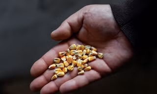 Một lượng lớn ngũ cốc đang mắc kẹt trong các cảng biển của Ukraine. (Ảnh minh hoạ: Reuters)