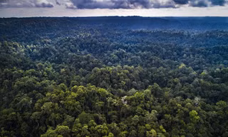 Vùng Kalimantan dự kiến sẽ trở thành nơi đặt thủ đô mới của Indonesia