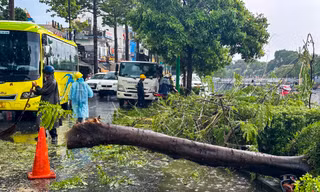 Cây xanh bật gốc, giao thông rối loạn trong cơn mưa lớn chiều nay ở TPHCM
