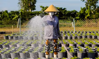 Làng hoa Tết lớn nhất TPHCM tất bật cho vụ cuối năm