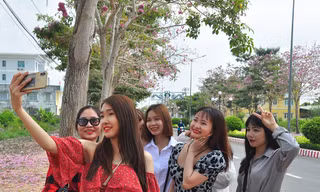 Con đường hoa kèn hồng ở miền Tây lung linh như phim Hàn thu hút giới trẻ
