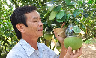 Trái cây tạo hình khan hiếm hàng phục vụ thị trường Tết