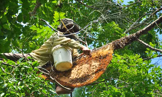 Ớn lạnh cảnh thợ trèo lên cây cao chót vót lấy mật ong ở miền Tây