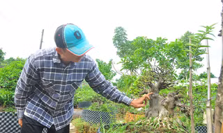 'Choáng ngợp' vườn bonsai 'khủng' ở Đồng Tháp