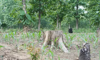 Phá rừng trồng cây ăn trái