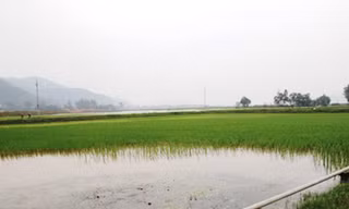 Người dân hoang mang sau cơn mưa 'lạ'