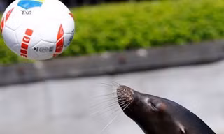 Chú sư tử biển Watson vẫn đang giữ được phong độ từ World Cup 2014.