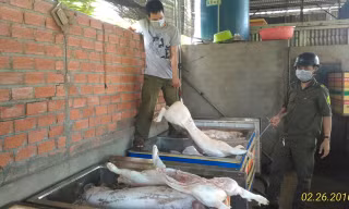 Số thịt heo bẩn được phát hiện.