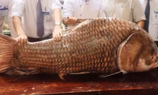 Cá hô nặng 130kg được ngư dân An Giang đánh bắt.