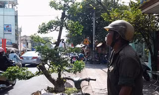 Những mảnh đời hoa dạo khi xuân về