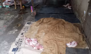 Hơn 3 tạ thịt heo bị buộc tiêu hủy.