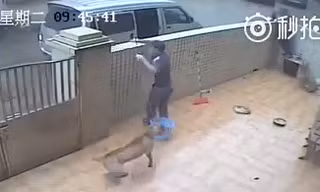 Camera ghi lại cảnh trộm chó 'quá nhanh và nguy hiểm'
