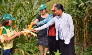 Giống ngô lai của Monsanto cho năng suất cao tại Việt Nam.