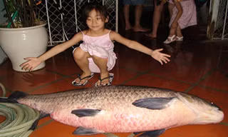 Một chú trắm đen khá lớn do câu được ở Hồ Tây. (Ảnh sưu tầm).