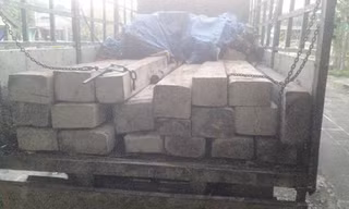 Hàng chục phách gỗ đào khai thác từ rừng sâu Nam Đông đều không có giấy tờ hợp pháp.
