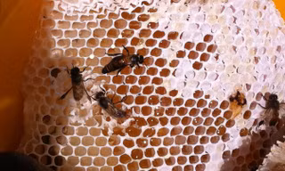 Tổ mật ong tự nhiên.