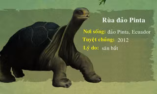 10 loài động vật tuyệt chủng trong 10 năm qua