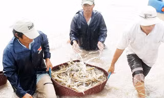 Giá tôm miền Tây tăng cao chưa từng thấy