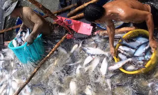 Sản xuất, kinh doanh cá tra: Vẫn bấp bênh, chao đảo