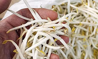Tìm E.coli trên giá đỗ, nông dân Đức điêu đứng