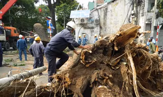 Cây đại thụ bật gốc gây náo loạn Sài Gòn