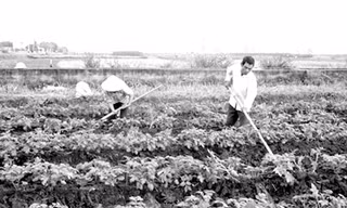 Bổ sung trung, vi lượng cho khoai tây