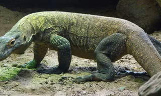 1001 thắc mắc: Vì sao rồng Komodo cái 'đoản mệnh' hơn con đực?