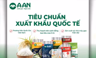 Sản xuất lúa gạo chất lượng cao theo xu thế bền vững 