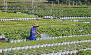 Thương lái từ Hà Nội vào thủ phủ hoa Sa Đéc đặt hàng Tết