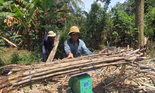 Thu hoạch mía ở Hậu Giang Ảnh: C.K 