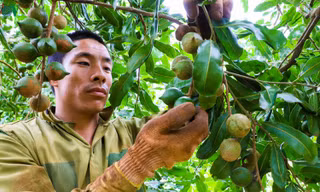 Ám ảnh bóng ma đa cấp thời 4.0: Chiêu cuội bán vịt giời