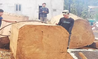Tang vật vụ khai thác gỗ du sam trái phép 