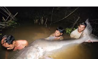 Chưa thông qua dự án Xayaburi