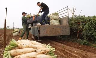 Củ cải trắng ở xã Tráng Việt được trồng theo chuẩn VietGap. Ảnh: Ngọc Thành
