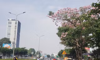 Đẹp 'hút hồn' mùa hoa kèn hồng Sài Gòn
